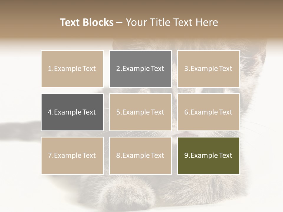 Isolated Animal Cat PowerPoint Template