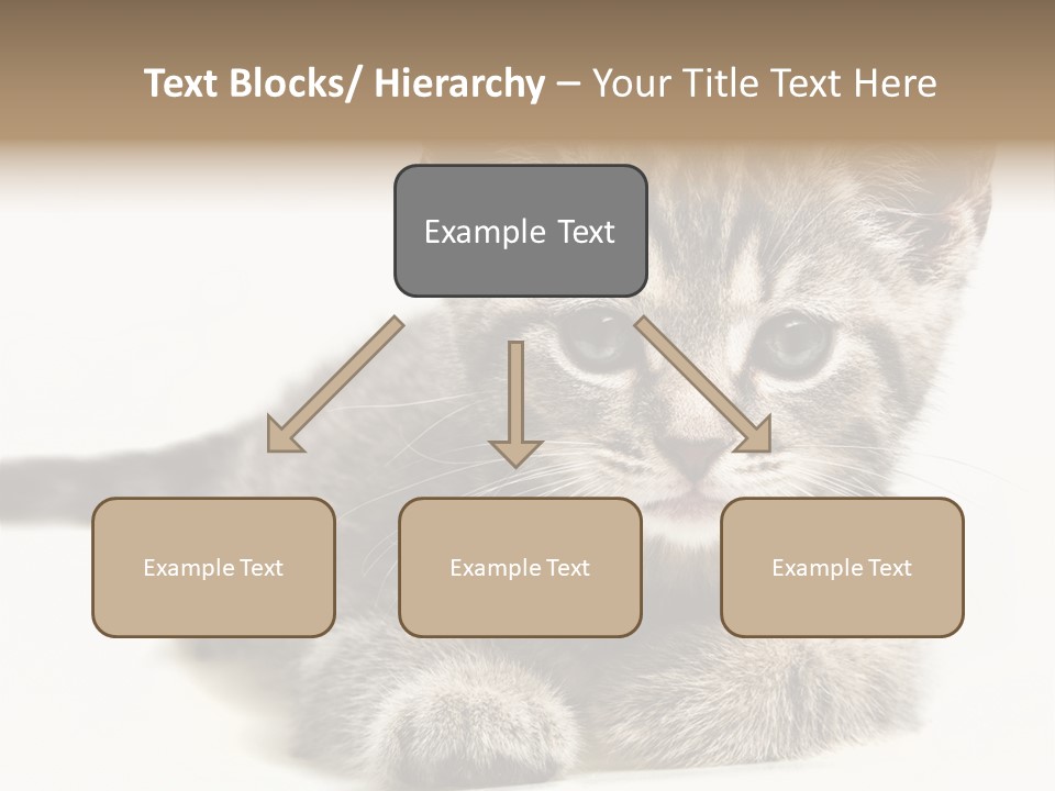 Isolated Animal Cat PowerPoint Template