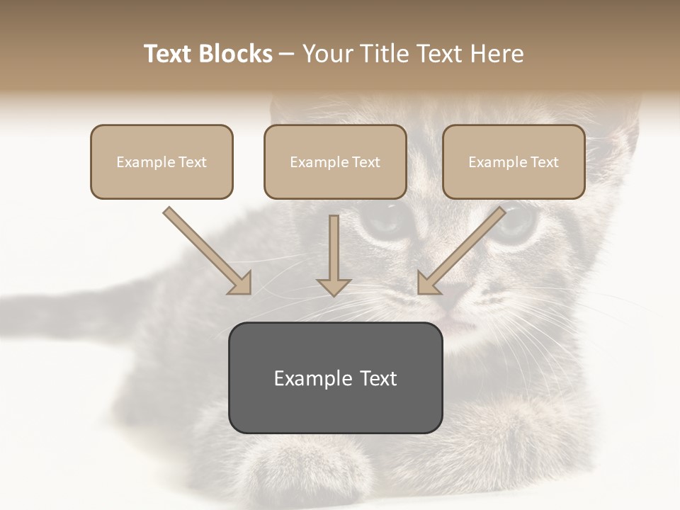 Isolated Animal Cat PowerPoint Template