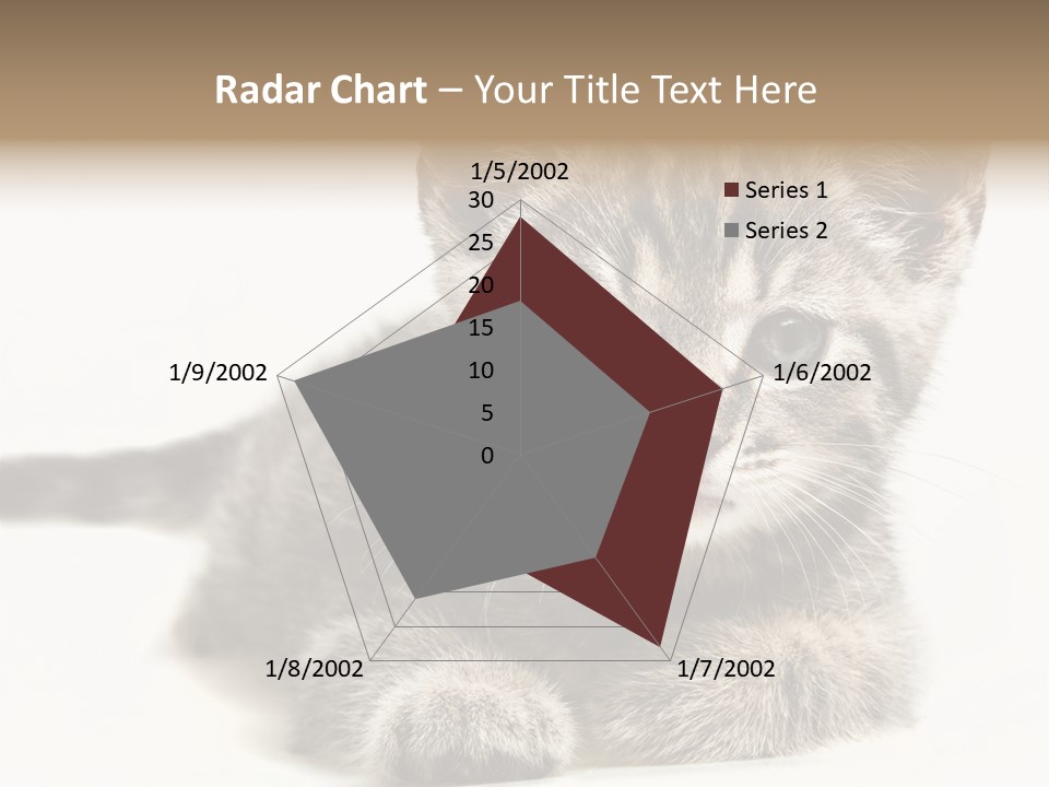 Isolated Animal Cat PowerPoint Template