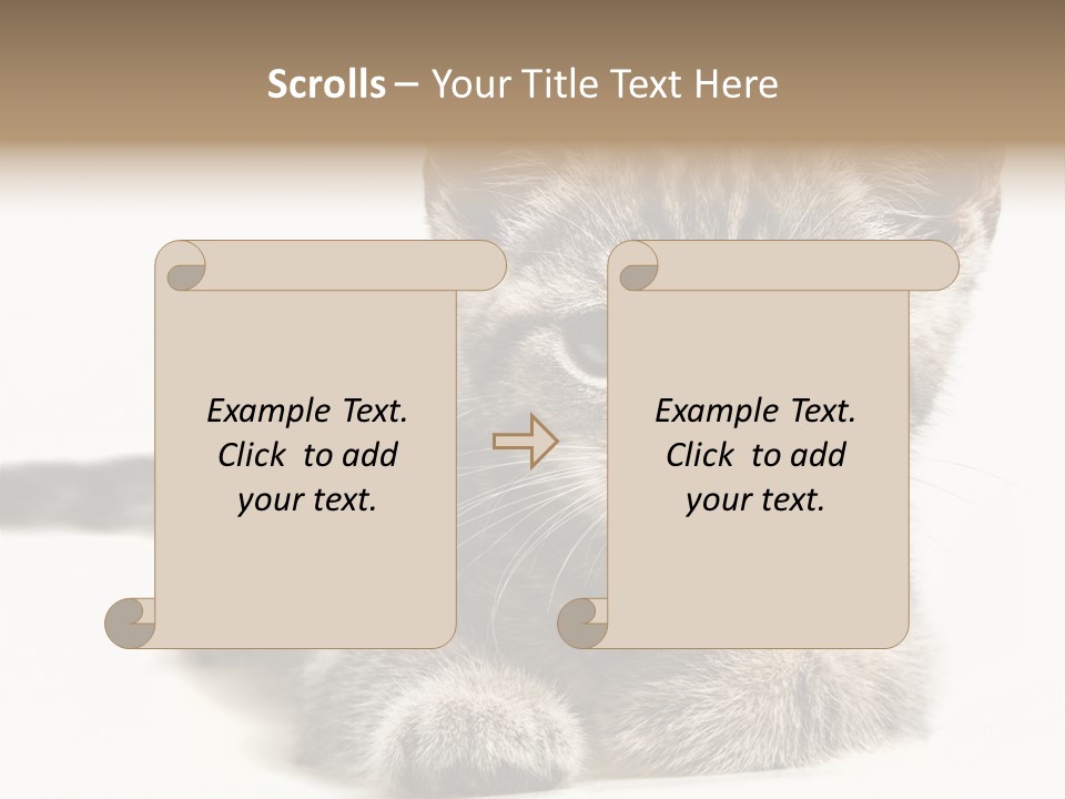 Isolated Animal Cat PowerPoint Template