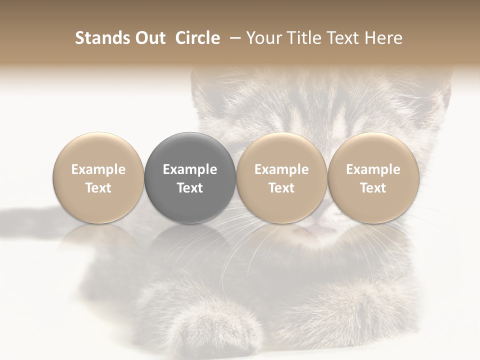 Isolated Animal Cat PowerPoint Template
