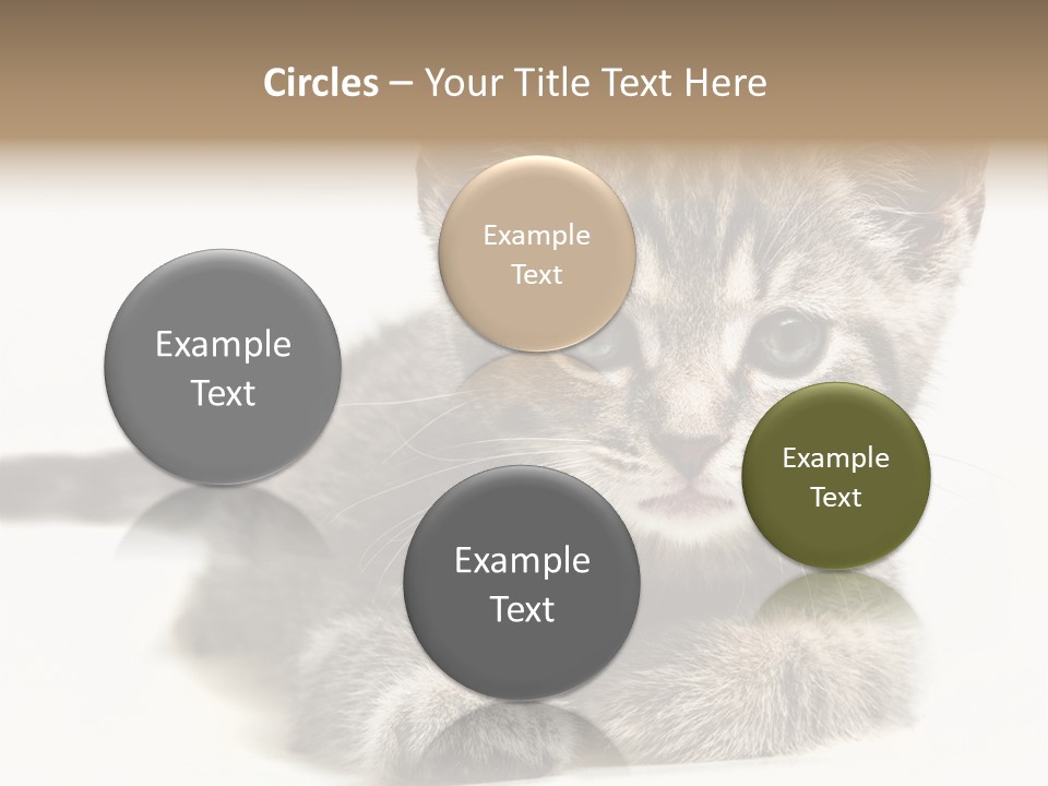Isolated Animal Cat PowerPoint Template