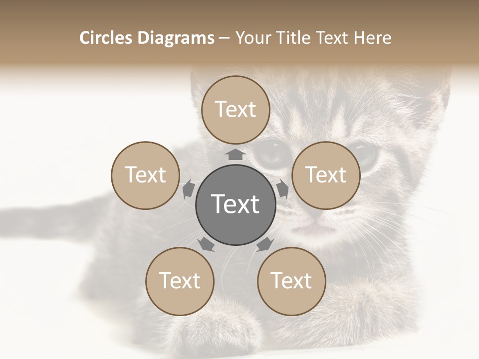 Isolated Animal Cat PowerPoint Template