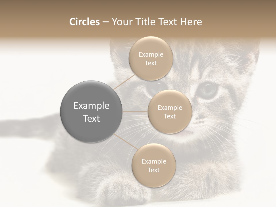 Isolated Animal Cat PowerPoint Template