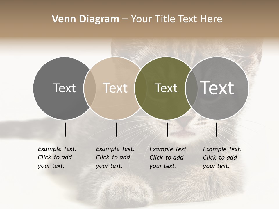 Isolated Animal Cat PowerPoint Template
