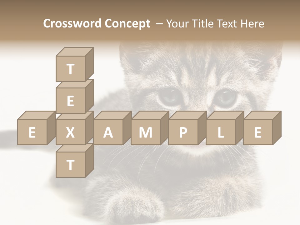 Isolated Animal Cat PowerPoint Template