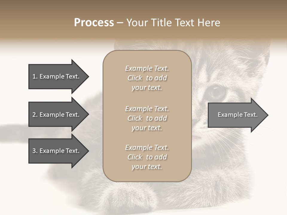 Isolated Animal Cat PowerPoint Template