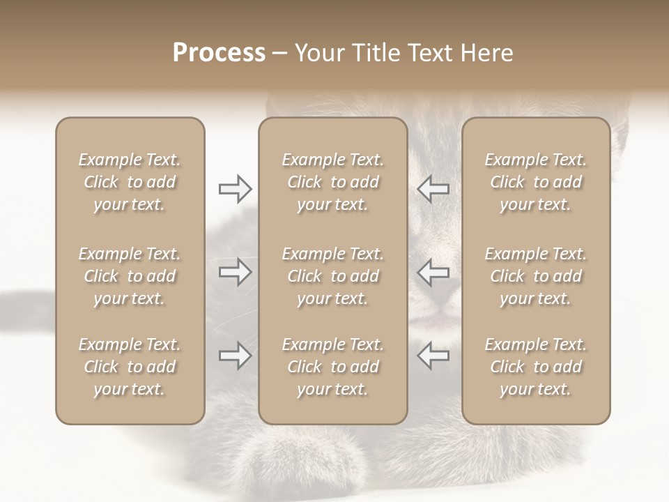 Isolated Animal Cat PowerPoint Template