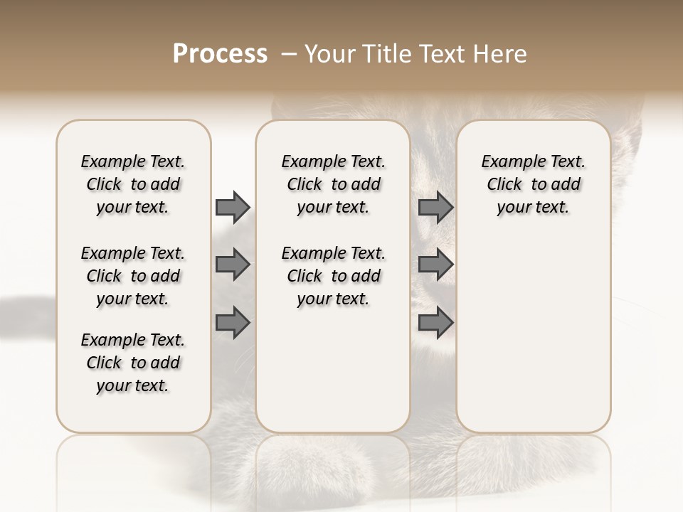 Isolated Animal Cat PowerPoint Template