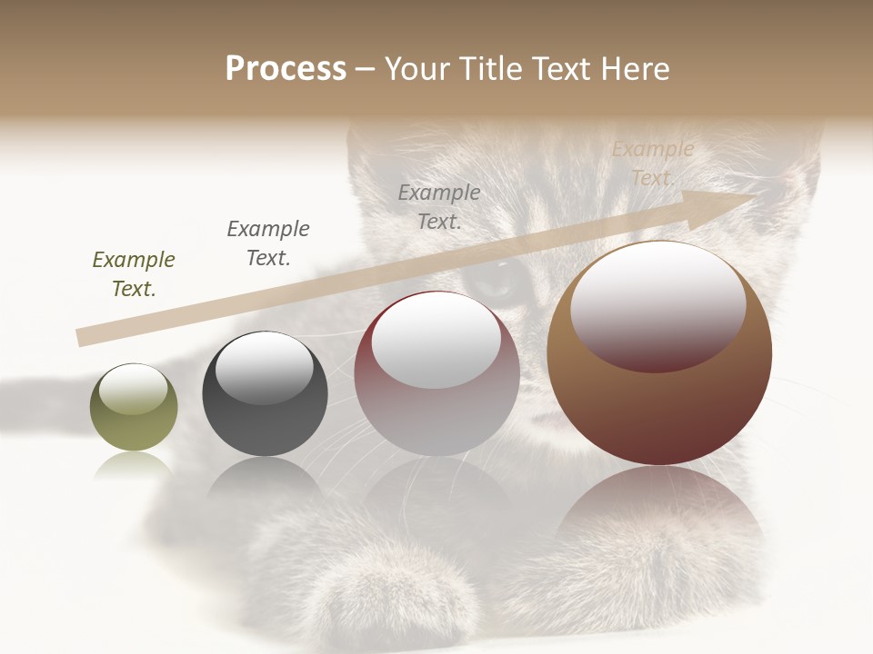 Isolated Animal Cat PowerPoint Template