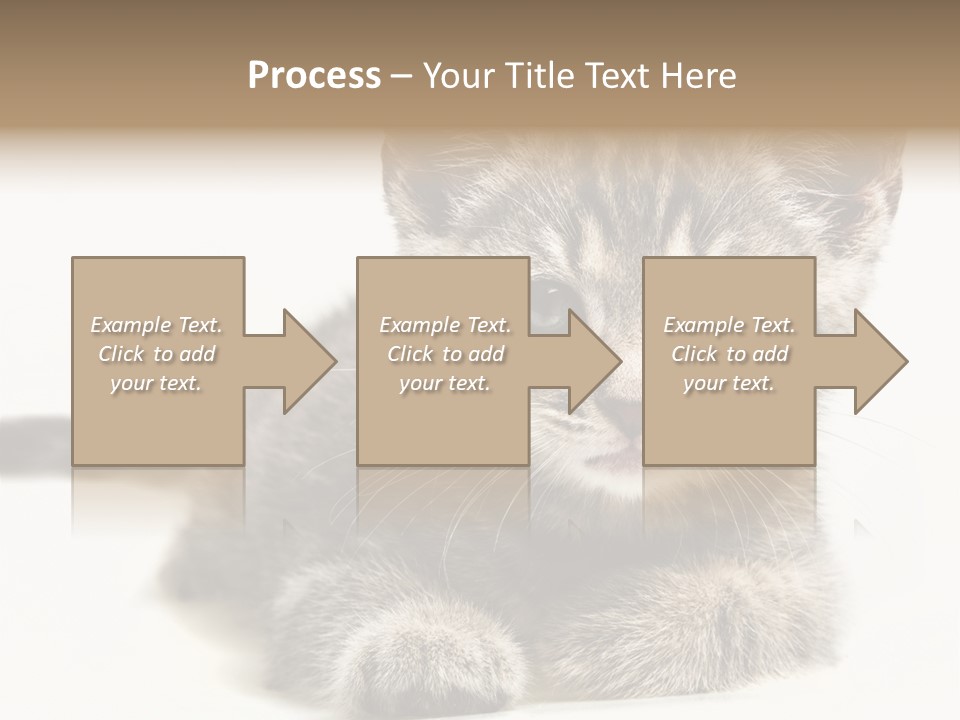 Isolated Animal Cat PowerPoint Template