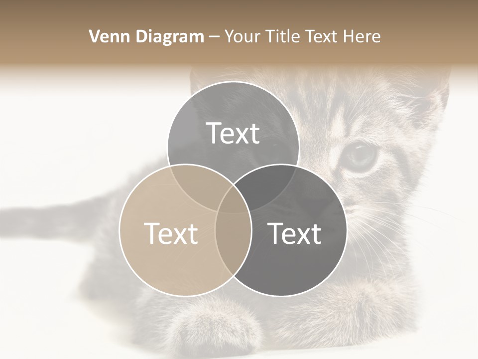Isolated Animal Cat PowerPoint Template