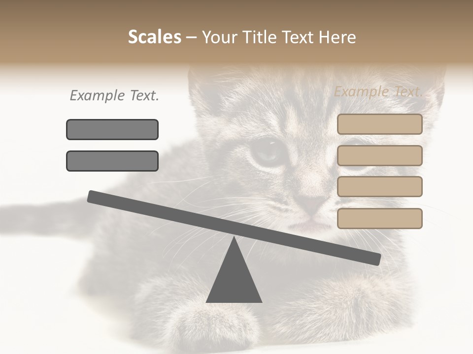 Isolated Animal Cat PowerPoint Template