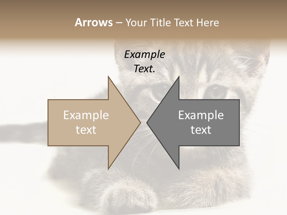 Isolated Animal Cat PowerPoint Template