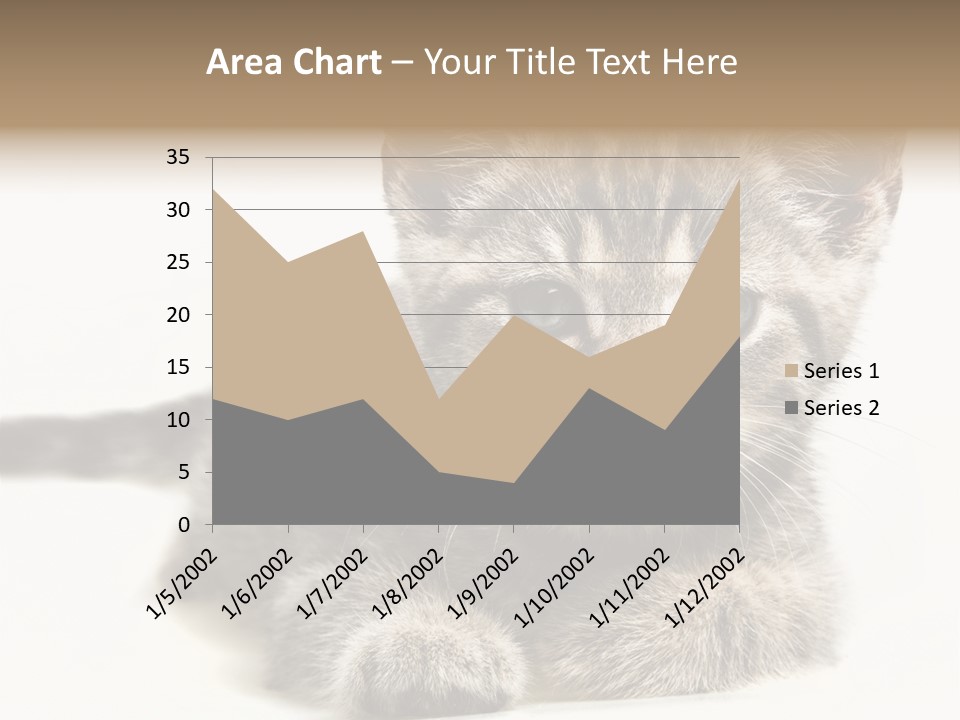 Isolated Animal Cat PowerPoint Template