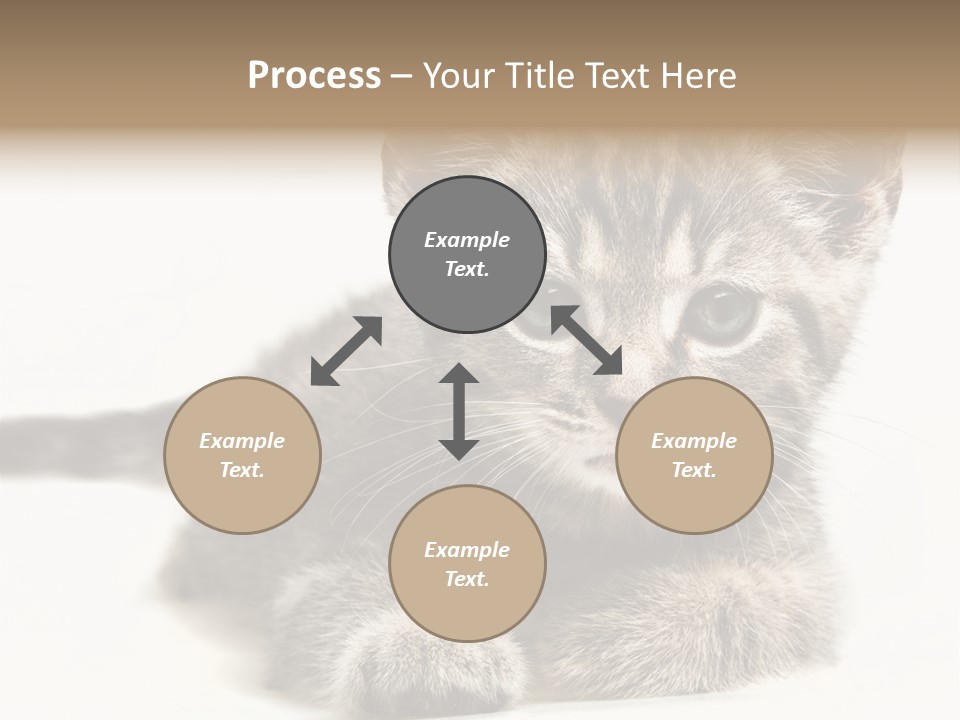 Isolated Animal Cat PowerPoint Template