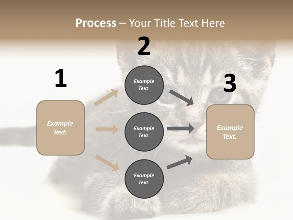 Isolated Animal Cat PowerPoint Template