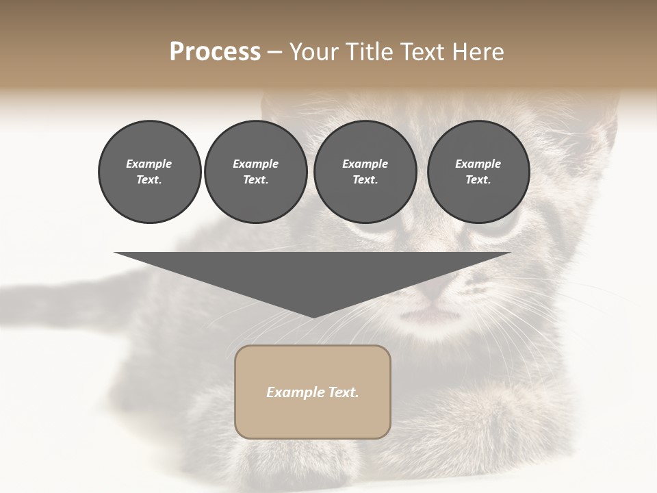 Isolated Animal Cat PowerPoint Template