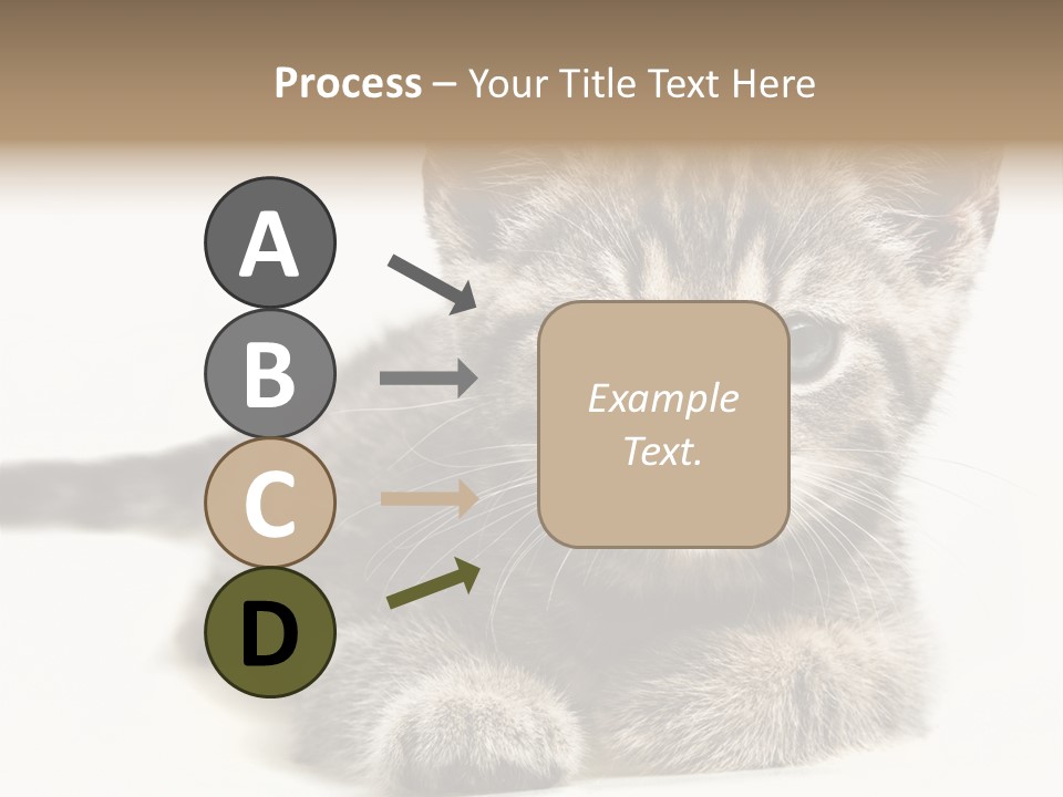 Isolated Animal Cat PowerPoint Template