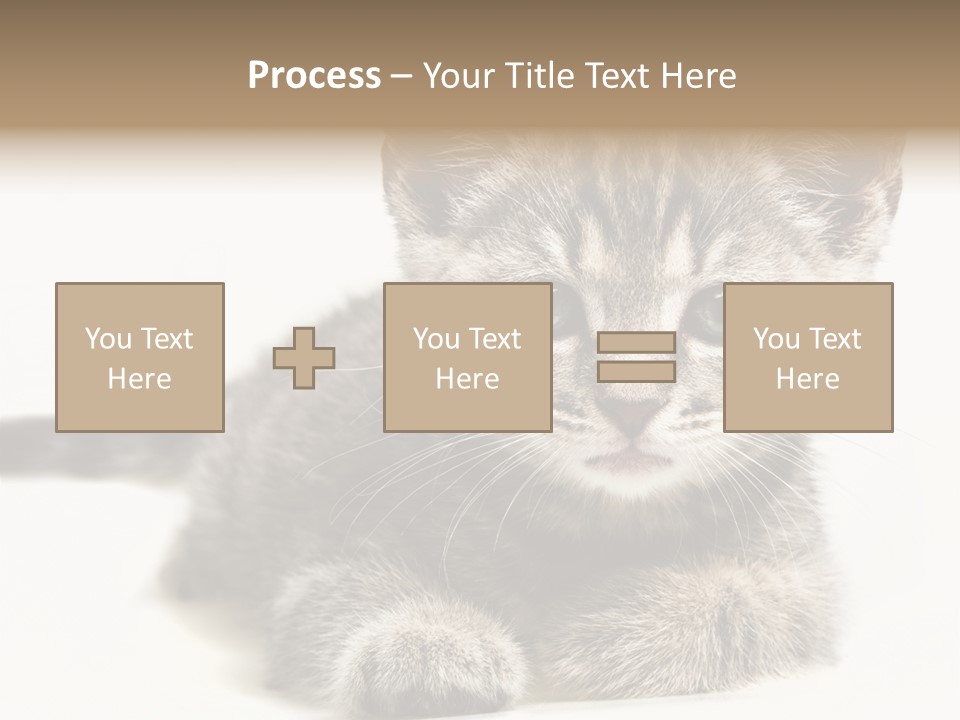 Isolated Animal Cat PowerPoint Template
