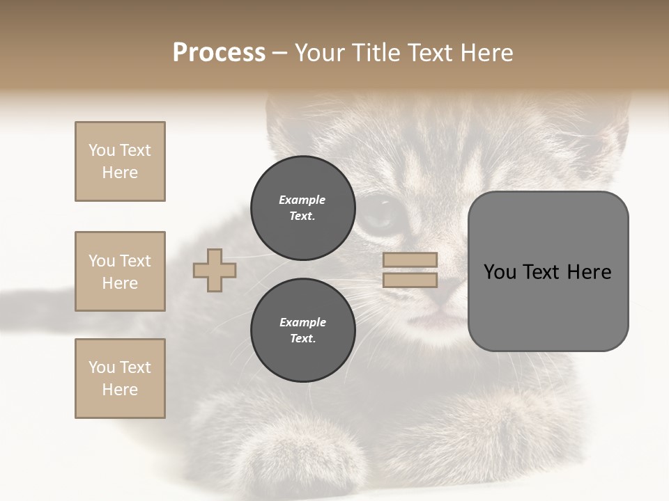 Isolated Animal Cat PowerPoint Template