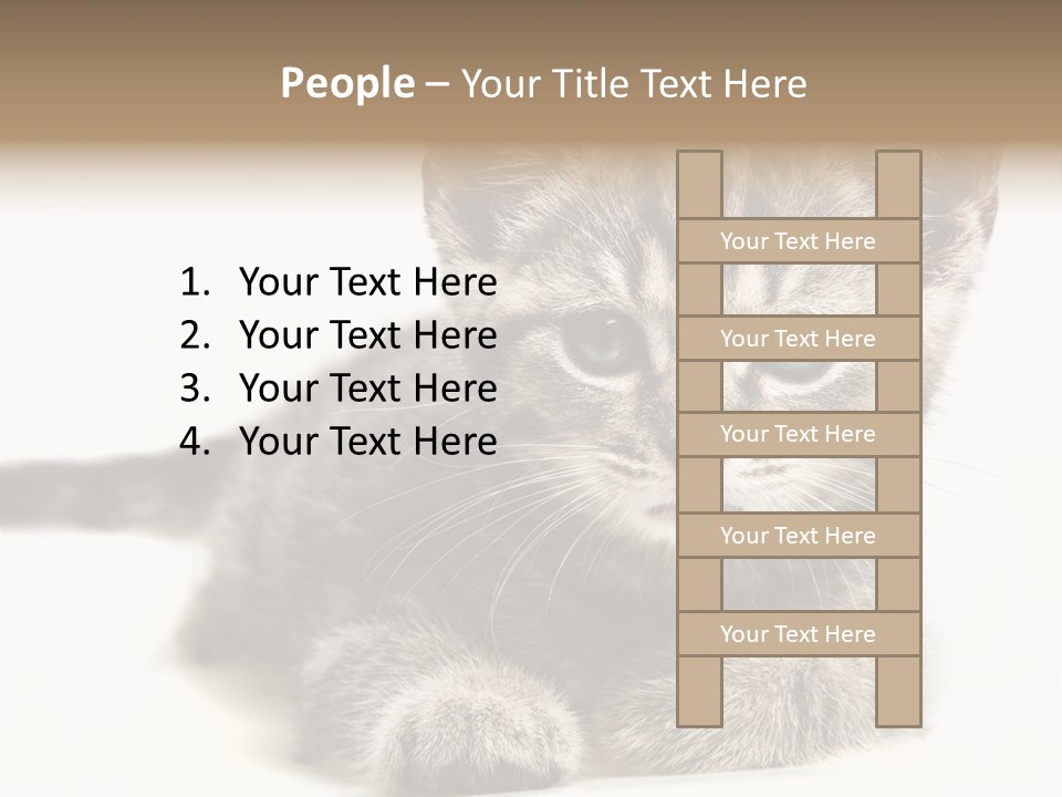 Isolated Animal Cat PowerPoint Template