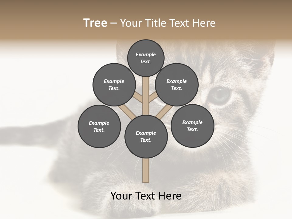 Isolated Animal Cat PowerPoint Template