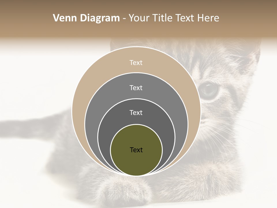 Isolated Animal Cat PowerPoint Template