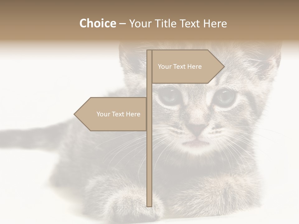 Isolated Animal Cat PowerPoint Template