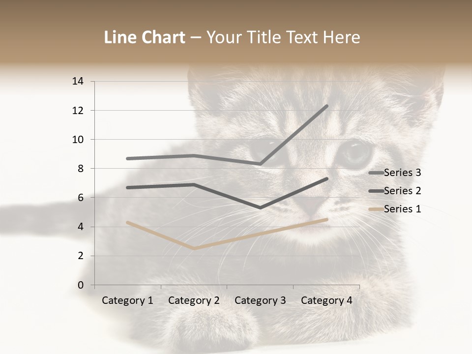 Isolated Animal Cat PowerPoint Template