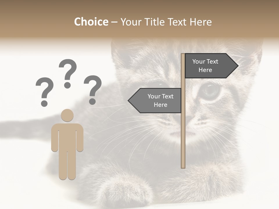 Isolated Animal Cat PowerPoint Template