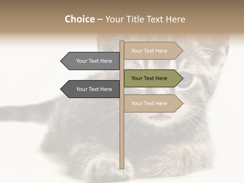 Isolated Animal Cat PowerPoint Template