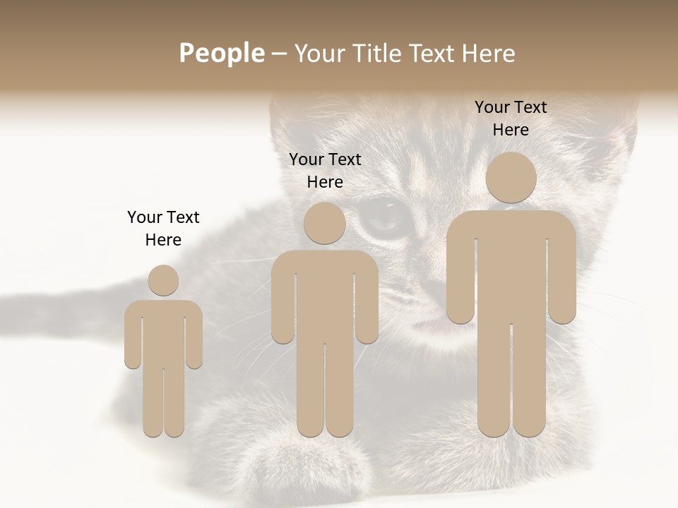 Isolated Animal Cat PowerPoint Template