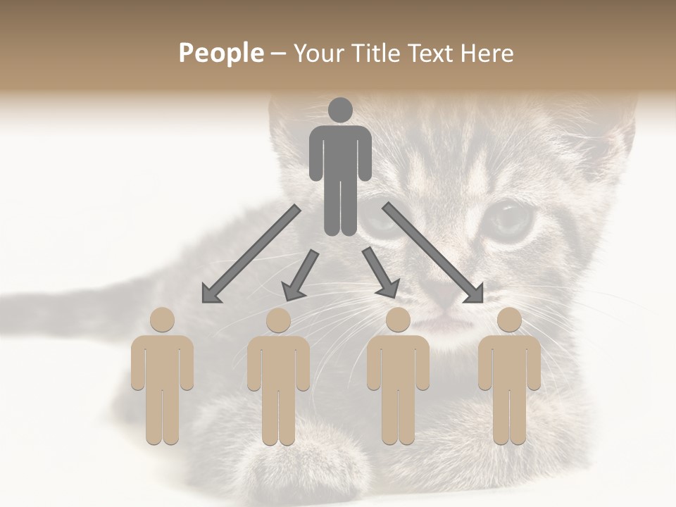 Isolated Animal Cat PowerPoint Template