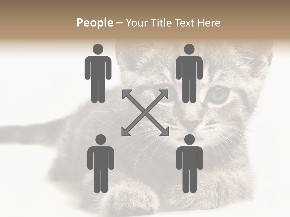 Isolated Animal Cat PowerPoint Template