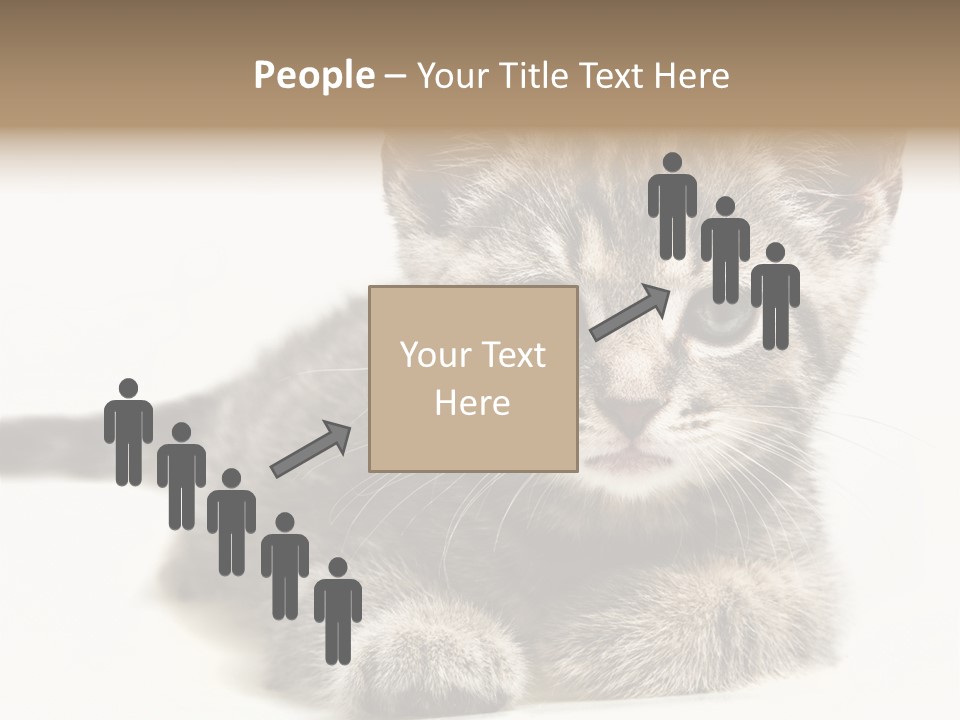 Isolated Animal Cat PowerPoint Template