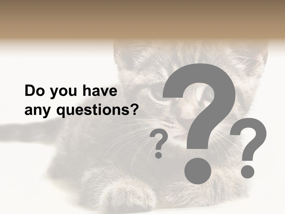 Isolated Animal Cat PowerPoint Template