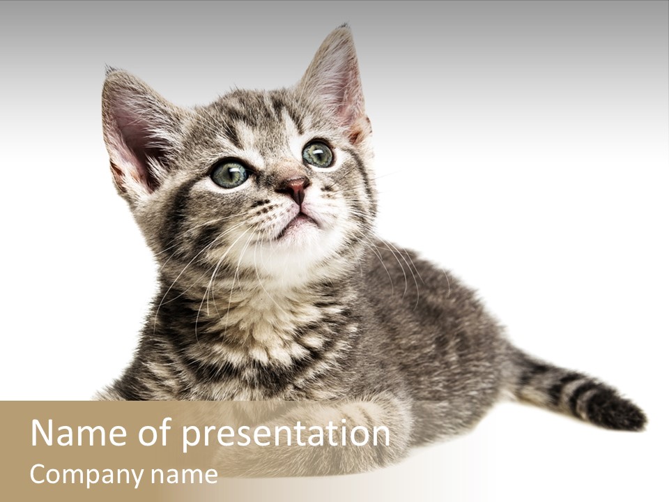 Small Kitty Sweet PowerPoint Template