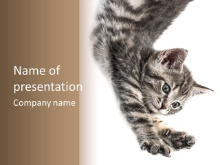 Cat Grey Fur PowerPoint Template