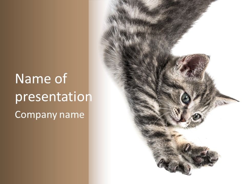 Cat Grey Fur PowerPoint Template