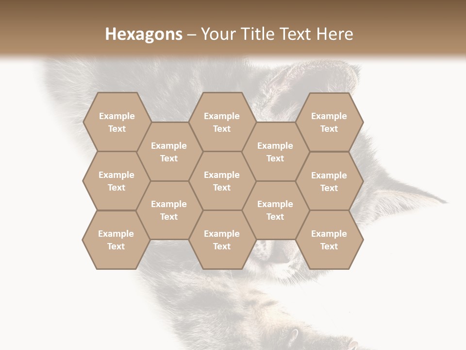 Cat Grey Fur PowerPoint Template