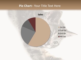 Cat Grey Fur PowerPoint Template