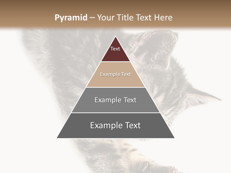Cat Grey Fur PowerPoint Template