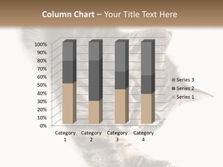 Cat Grey Fur PowerPoint Template