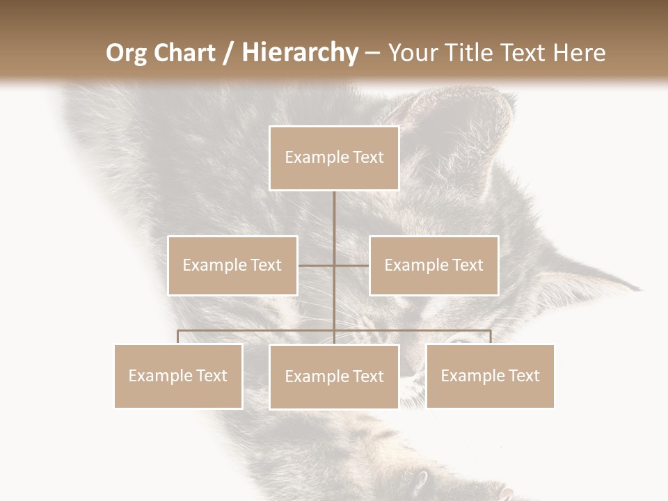 Cat Grey Fur PowerPoint Template