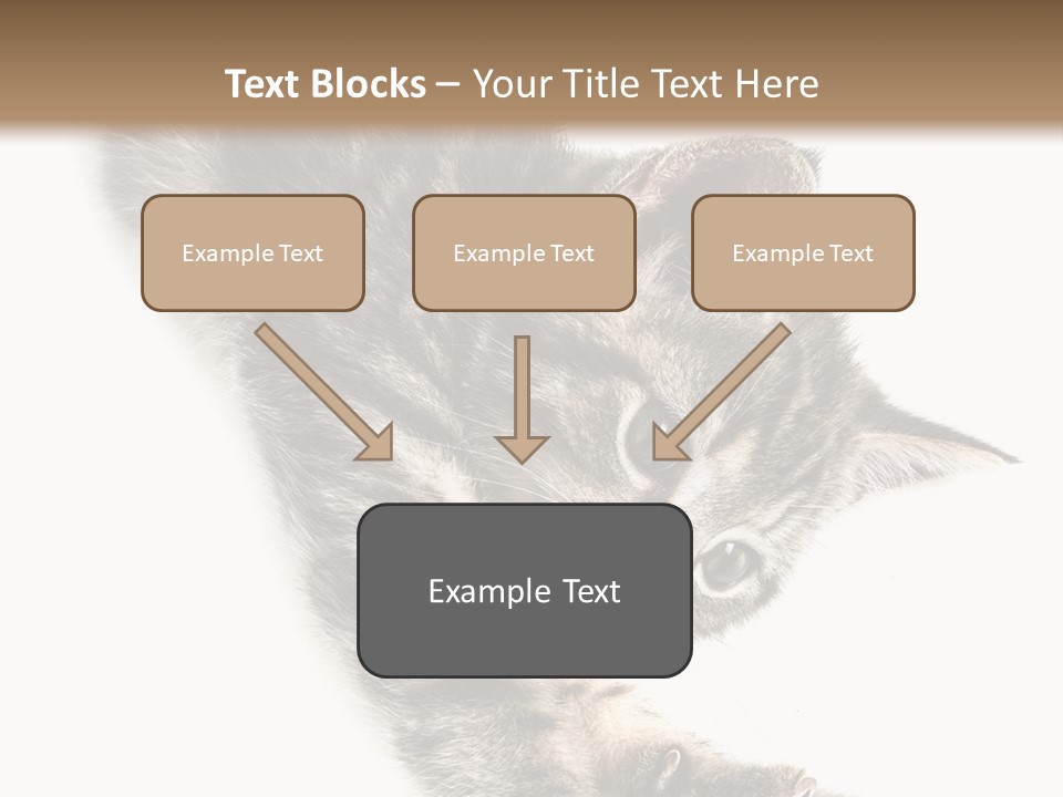 Cat Grey Fur PowerPoint Template