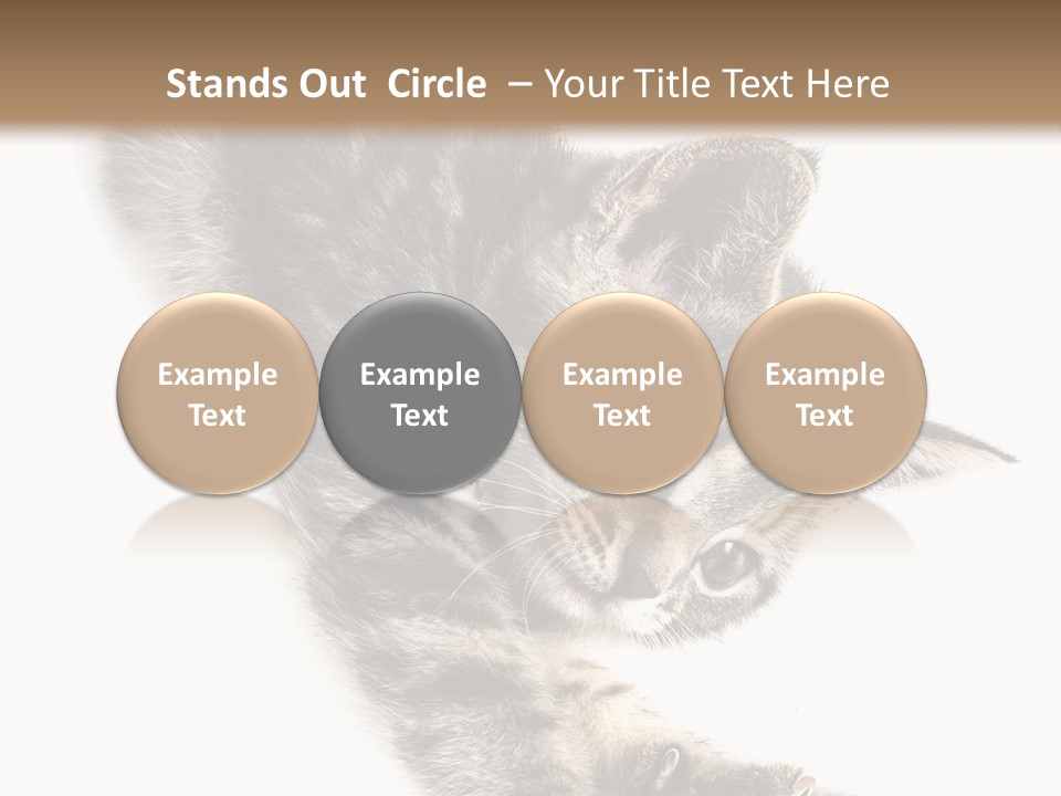 Cat Grey Fur PowerPoint Template