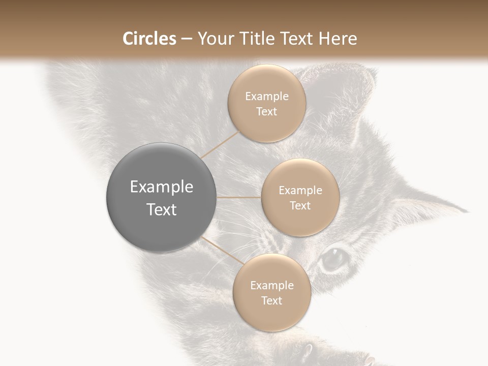 Cat Grey Fur PowerPoint Template
