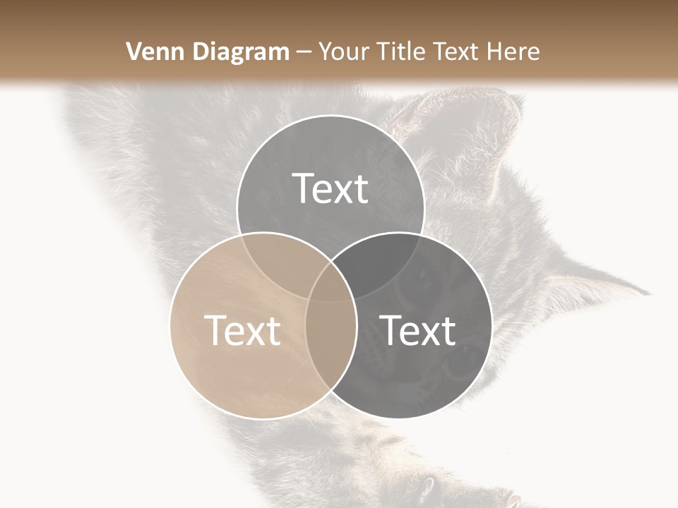 Cat Grey Fur PowerPoint Template